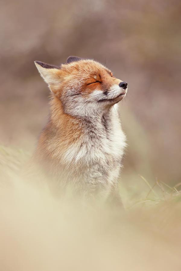 Wildlife Photograph - Zen Fox Series - Tribute to the Grand Old Lady  by Roeselien Raimond