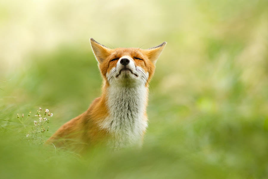 Wildlife Photograph - Zen Fox Series - Zen Fox Does it Agian by Roeselien Raimond