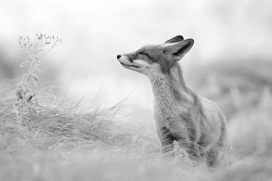 Wildlife Photograph - Zen Fox Series - Zen Fox in Black and White by Roeselien Raimond