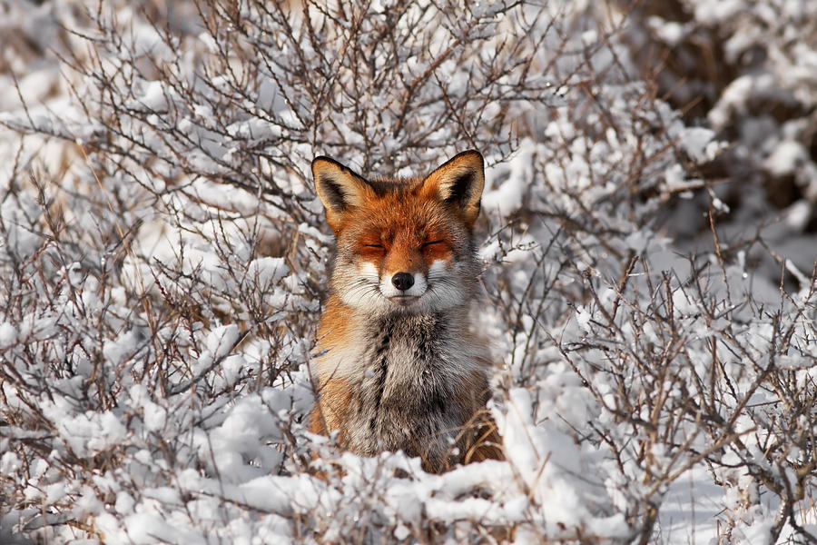 Fox Photograph - Zen Fox Series - Zen Fox in the Snow by Roeselien Raimond