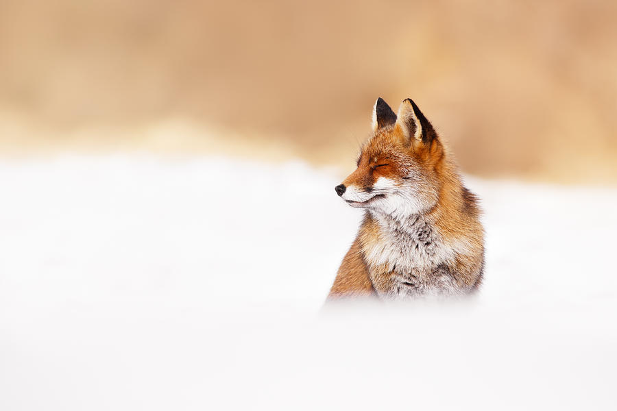 Winter Photograph - Zen Fox Series - Zen Fox in Winter Mood by Roeselien Raimond