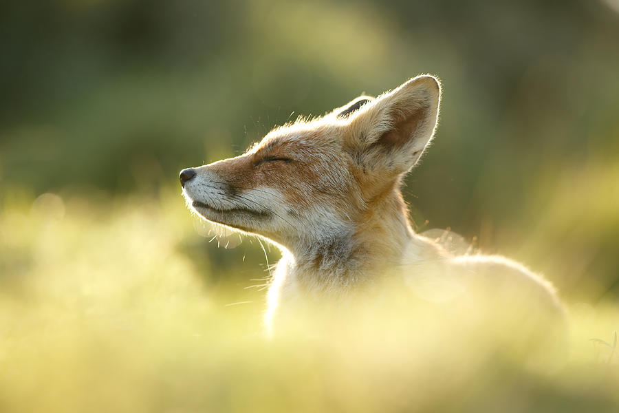 Fox Photograph - Zen Fox Series - Zen Fox Up Close by Roeselien Raimond