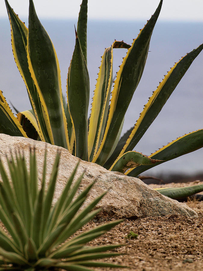 Cactus Photograph - Zen Garden by Lea Rhea Photography