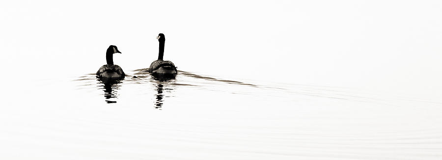 Zen Geese Photograph by Bob Coates