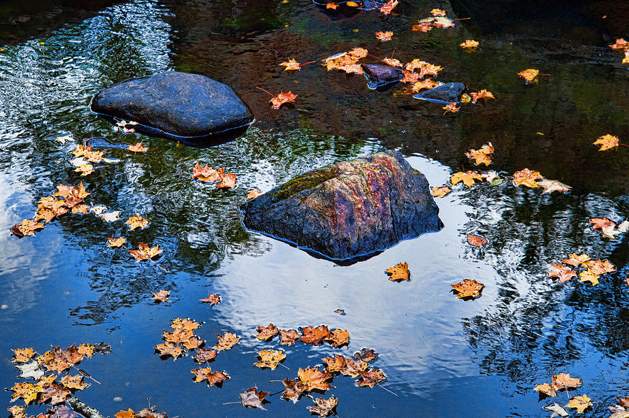 Zen Leaves Photograph by Allan Van Gasbeck