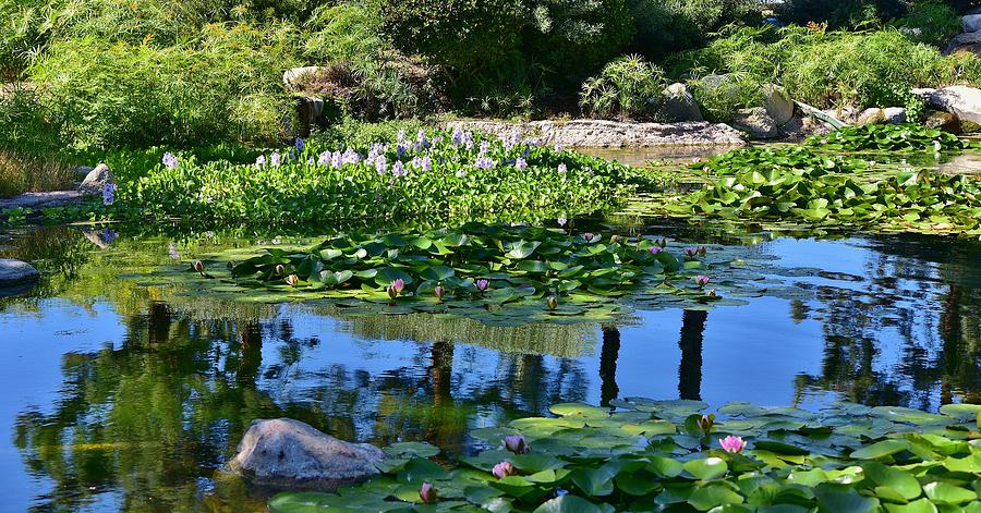 Zen-Like 10 Pond Flowers and Reflections  Photograph by Linda Brody