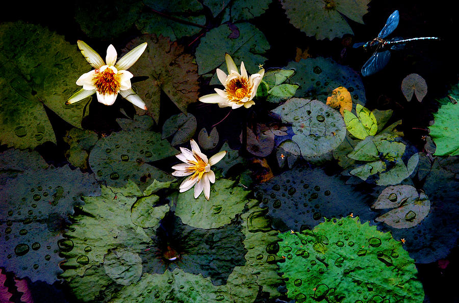 Lily Pads Photograph - Zen Moment by Ed Hall
