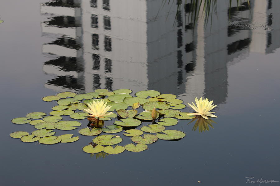 Zen Reflection Photograph by Ron Monsour