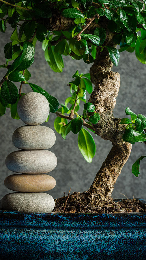 Buddha Photograph - Zen Stones And Bonsai Tree II by Marco Oliveira