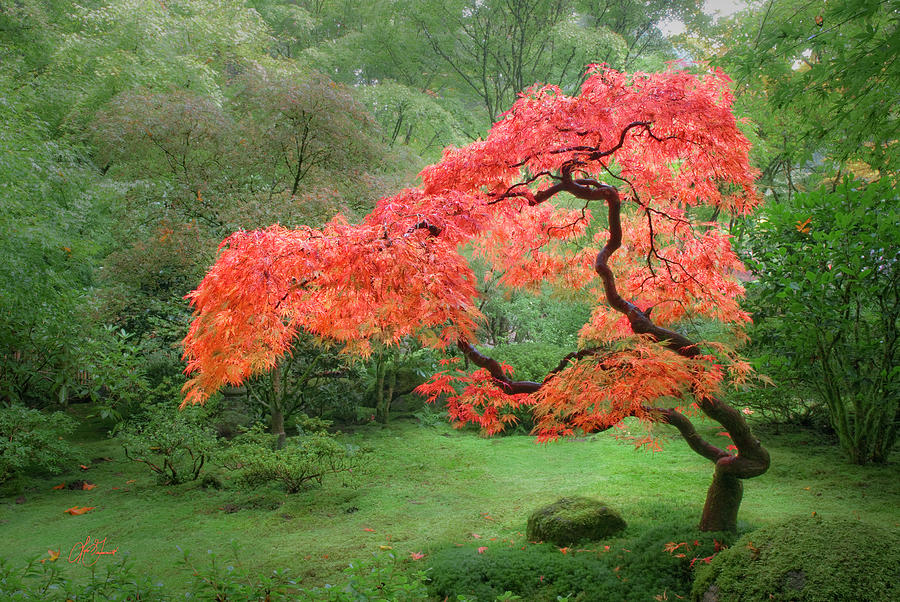 Zen Tree Photograph by Lori Grimmett