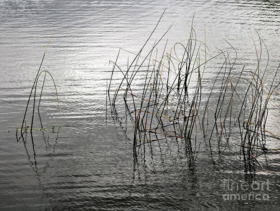Zen Water Reeds Photograph
