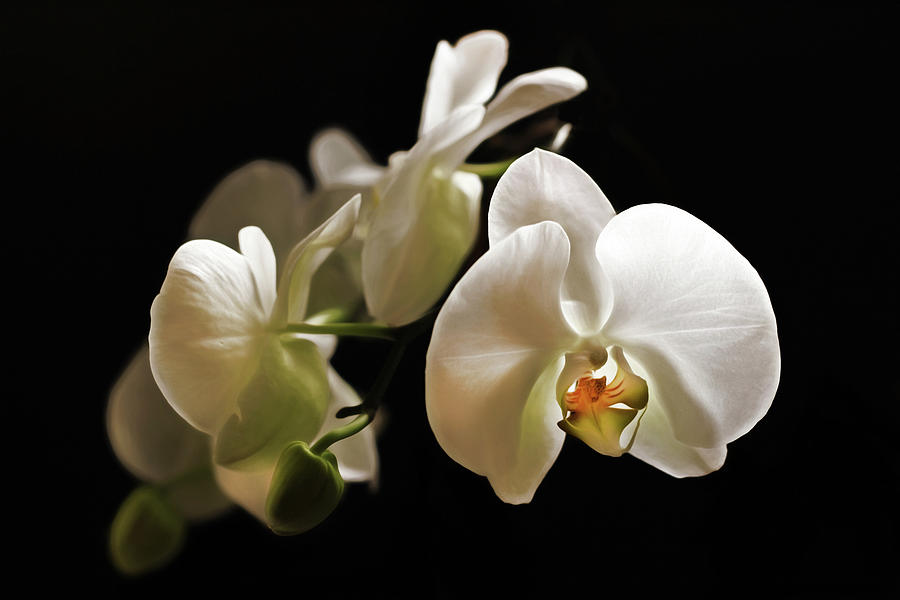 Zen White Orchid Wall Art Photograph by Georgiana Romanovna