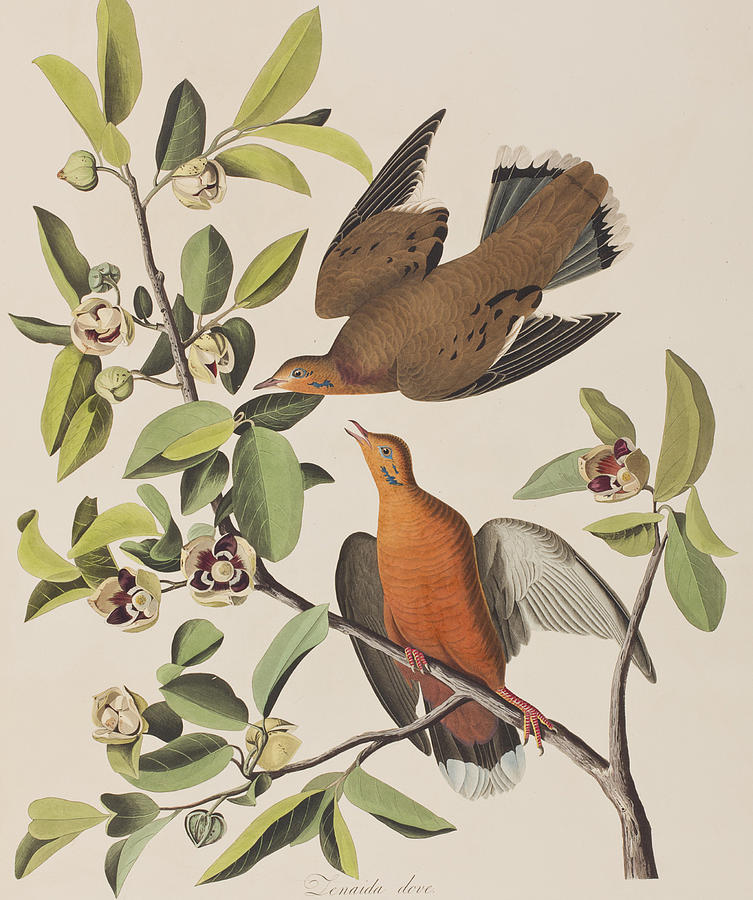 John James Audubon Painting - Zenaida Dove by John James Audubon