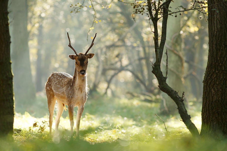 Deer Photograph - ZenDeer by Roeselien Raimond