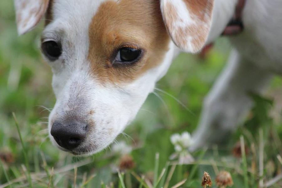 Zennie the little Snoop Photograph by Roxanne Basford - Fine Art America