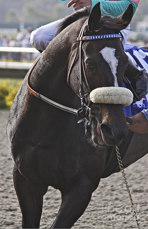 Horse Photograph - Zenyatta-Profile of a Legend by Anthony Andrews