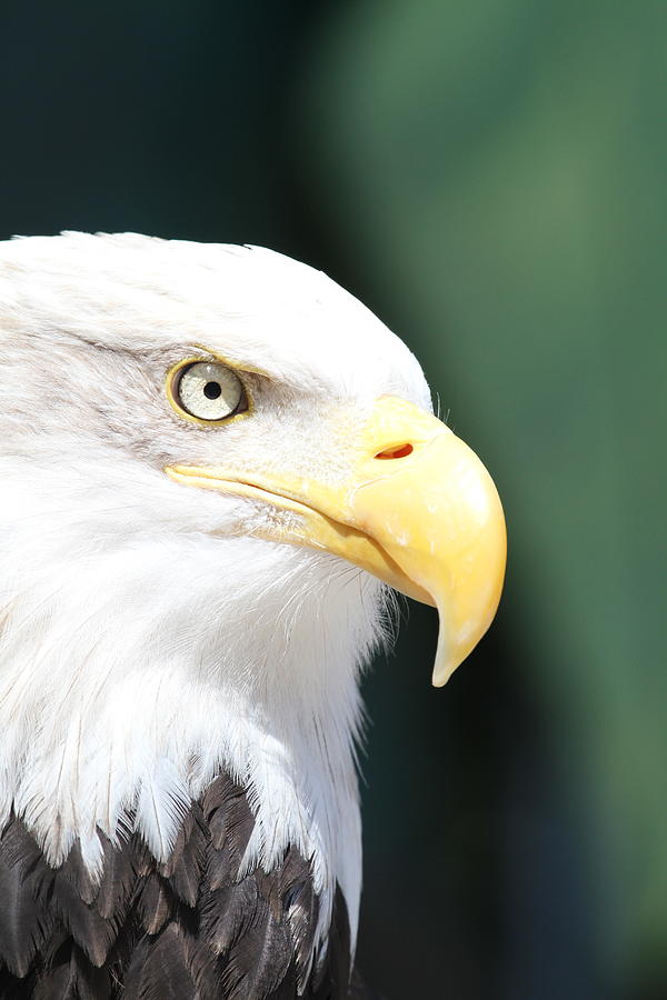Eagle Photograph - Zeroed In by Laddie Halupa