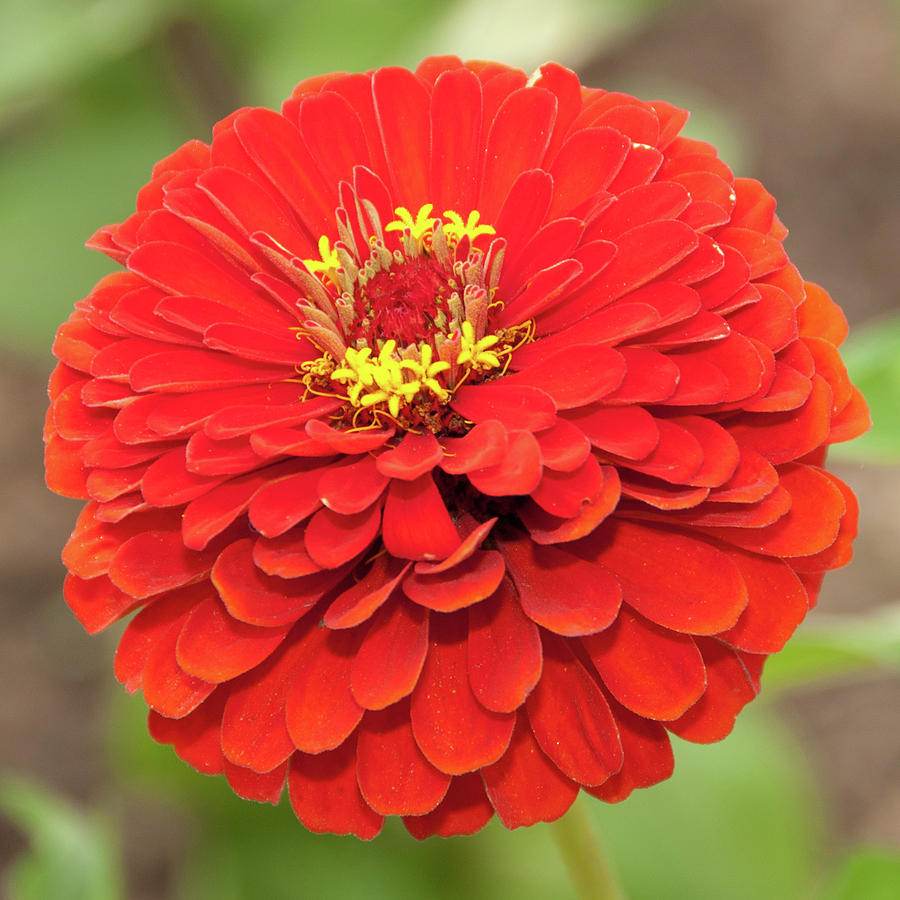 Zesty Zinnia Photograph by Dee Dee Whittle