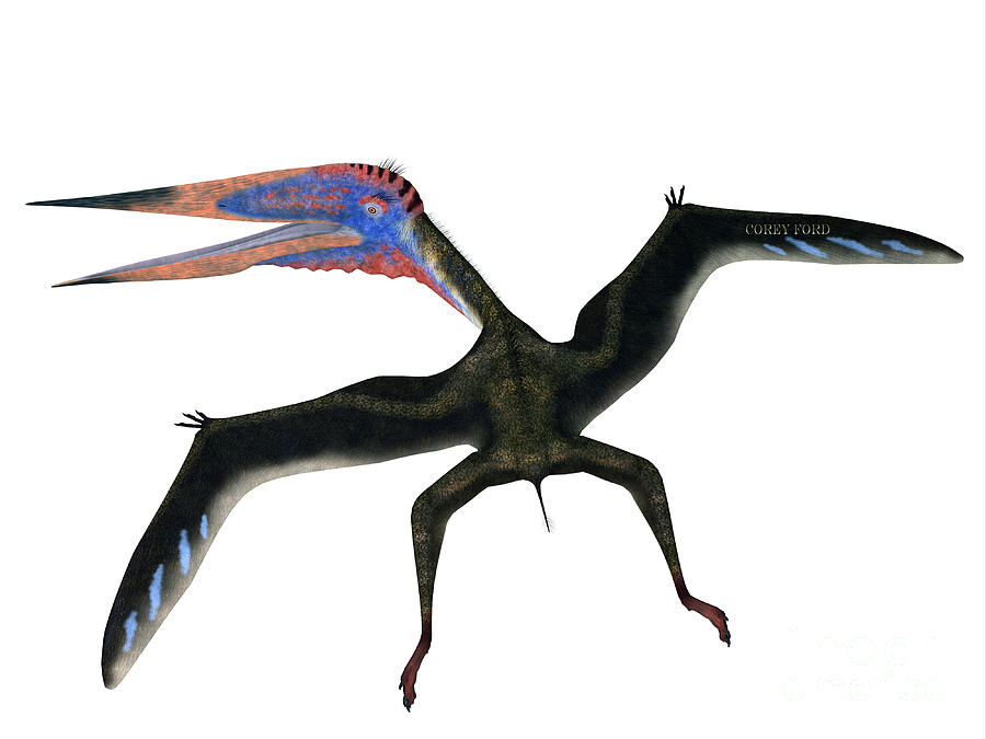 Pterodactyl by Corey Ford
