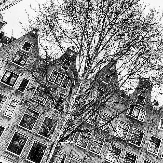 Tree Photograph - Zig Zag Diagonal, Urban Amsterdam by Aleck Cartwright