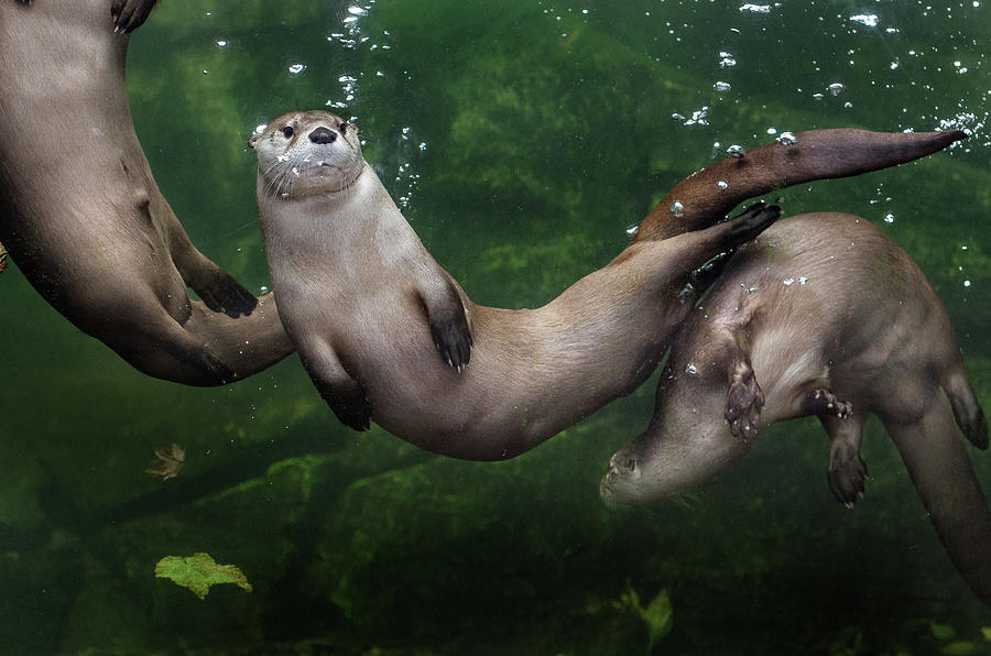 Zig-Zagging Otters Photograph by Greg Nyquist