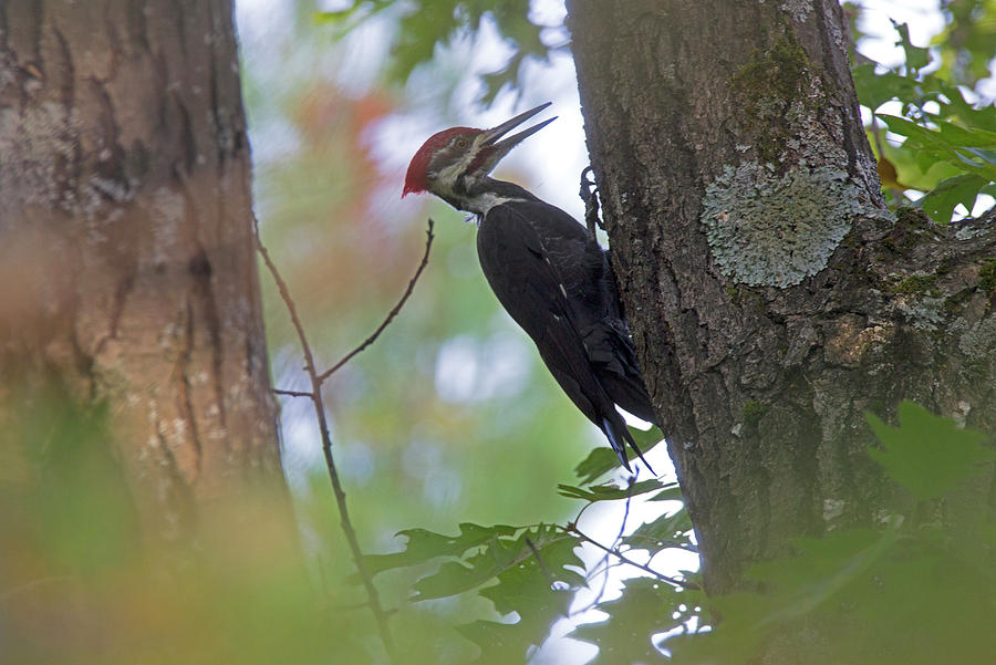 Woodpecker Photograph - Ziggy Redhead - Pileated Woodpecker - dryocopus pileatus by Spencer Bush