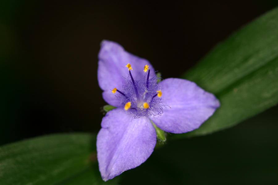 Zigzag Spiderwort Photograph by Jack R Perry