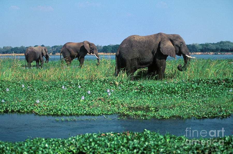 Elephant Photograph - Zimbabwe-41-20 by Craig Lovell