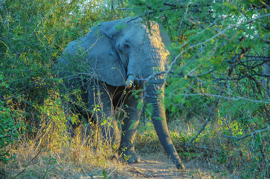 Zimbabwe Bull Elephant Photograph by David Drew