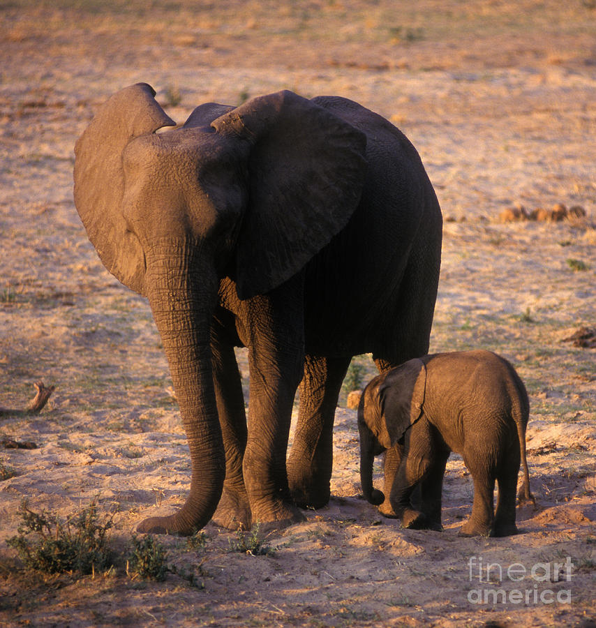 Wildlife Photograph - Zimbabwe_54-10 by Craig Lovell