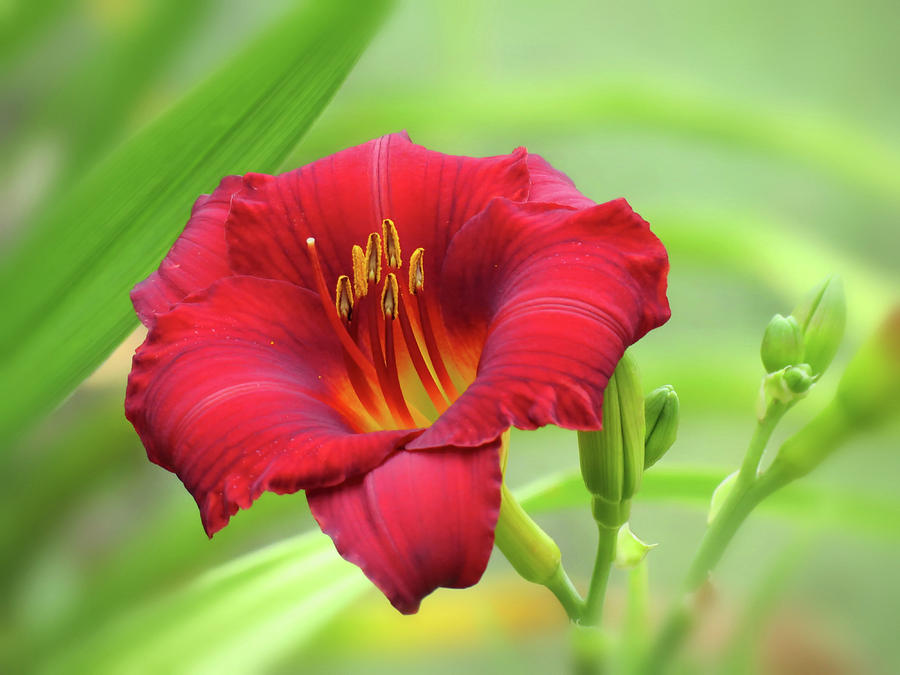 Zinger Red - Daylily - horizontal Photograph by MTBobbins Photography