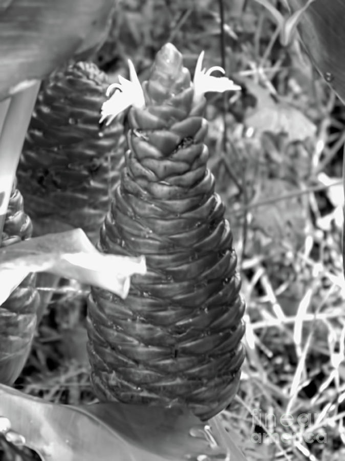 Zingiber Ginger In Black And White Photograph by D Hackett