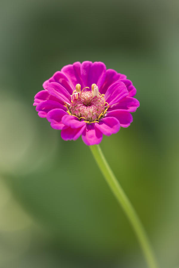 Zinnia 1-2015 Photograph by Thomas Young