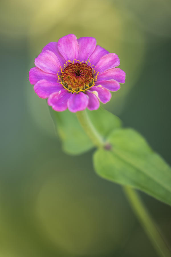 Zinnia 2-2015.jpg Photograph by Thomas Young