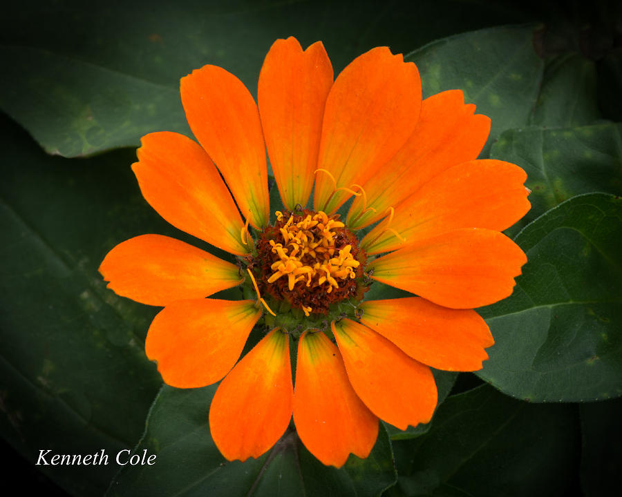 Zinnia 2 Photograph by Kenneth Cole