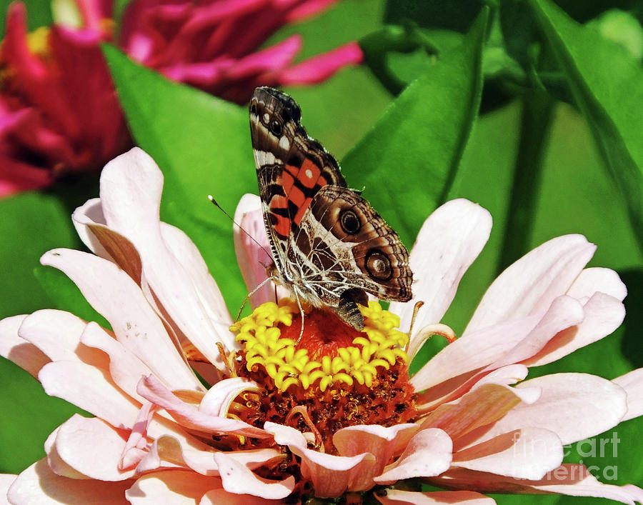 Zinnia 33  Painted Lady Butterfly Photograph by Lizi Beard-Ward
