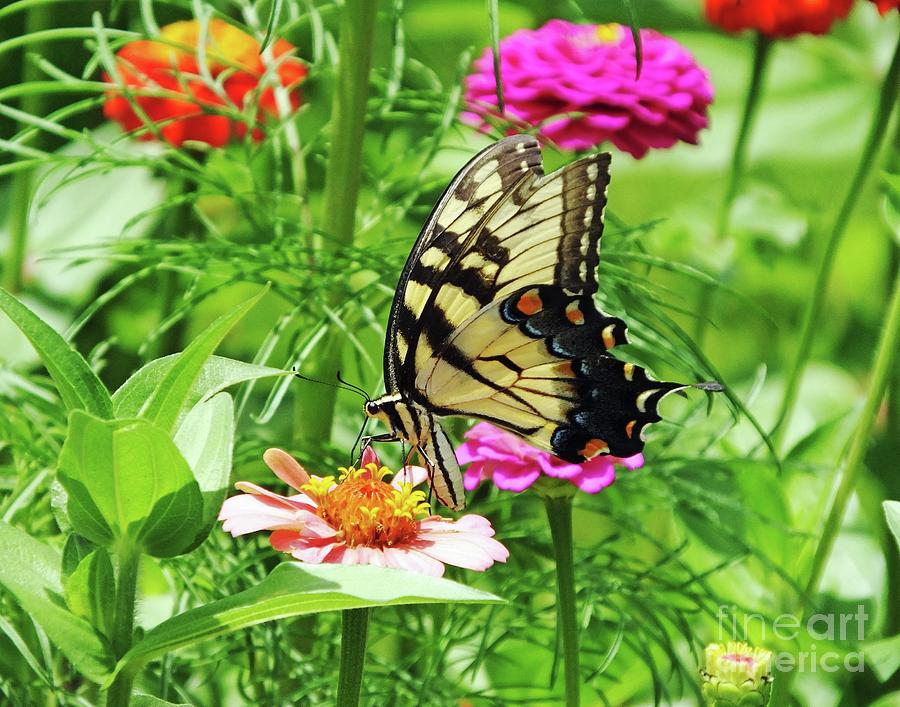 Zinnia 35  Tiger Swallowtail Photograph by Lizi Beard-Ward