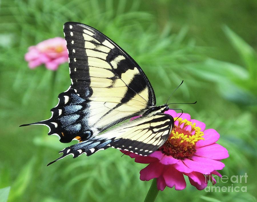 Zinnia 37  Tiger Swallowtail Photograph by Lizi Beard-Ward