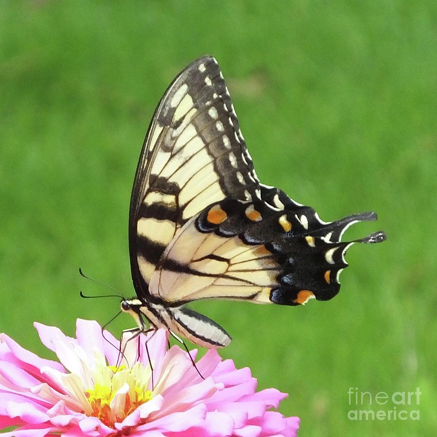 Zinnia 42 Tiger Swallowtail Photograph by Lizi Beard-Ward