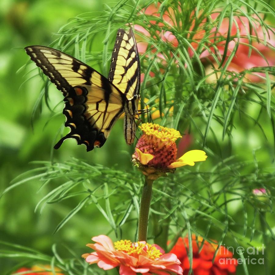 Zinnia 44  Tiger Swallowtail Photograph by Lizi Beard-Ward