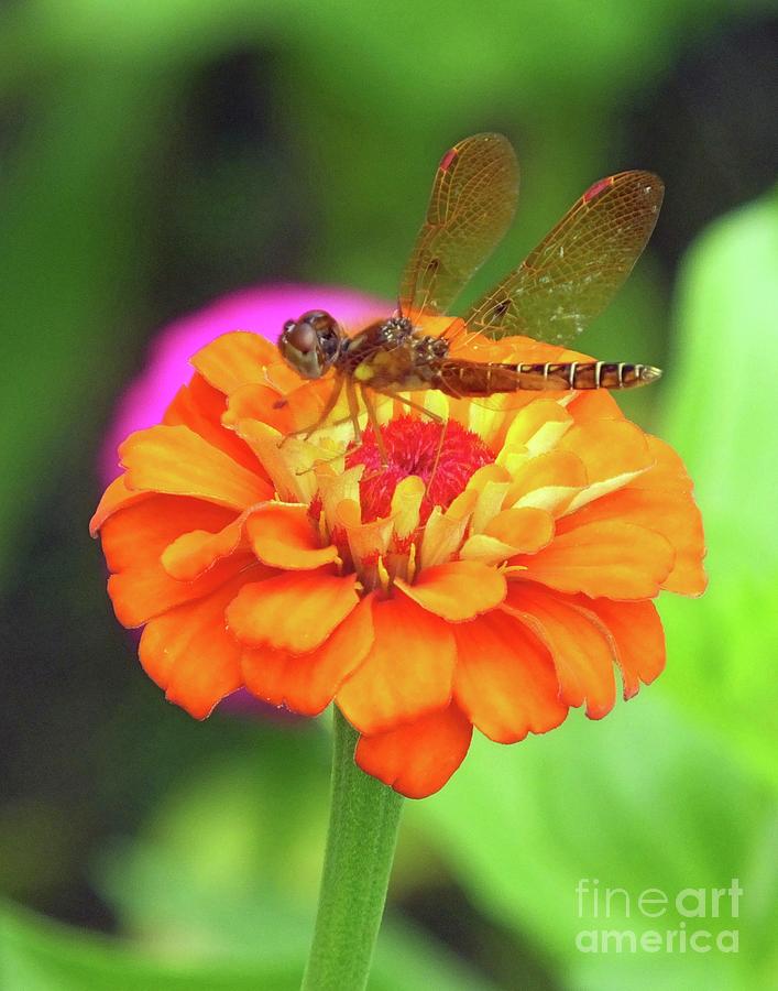 Zinnia 49  Eastern amberwing Dragonfly Photograph by Lizi Beard-Ward