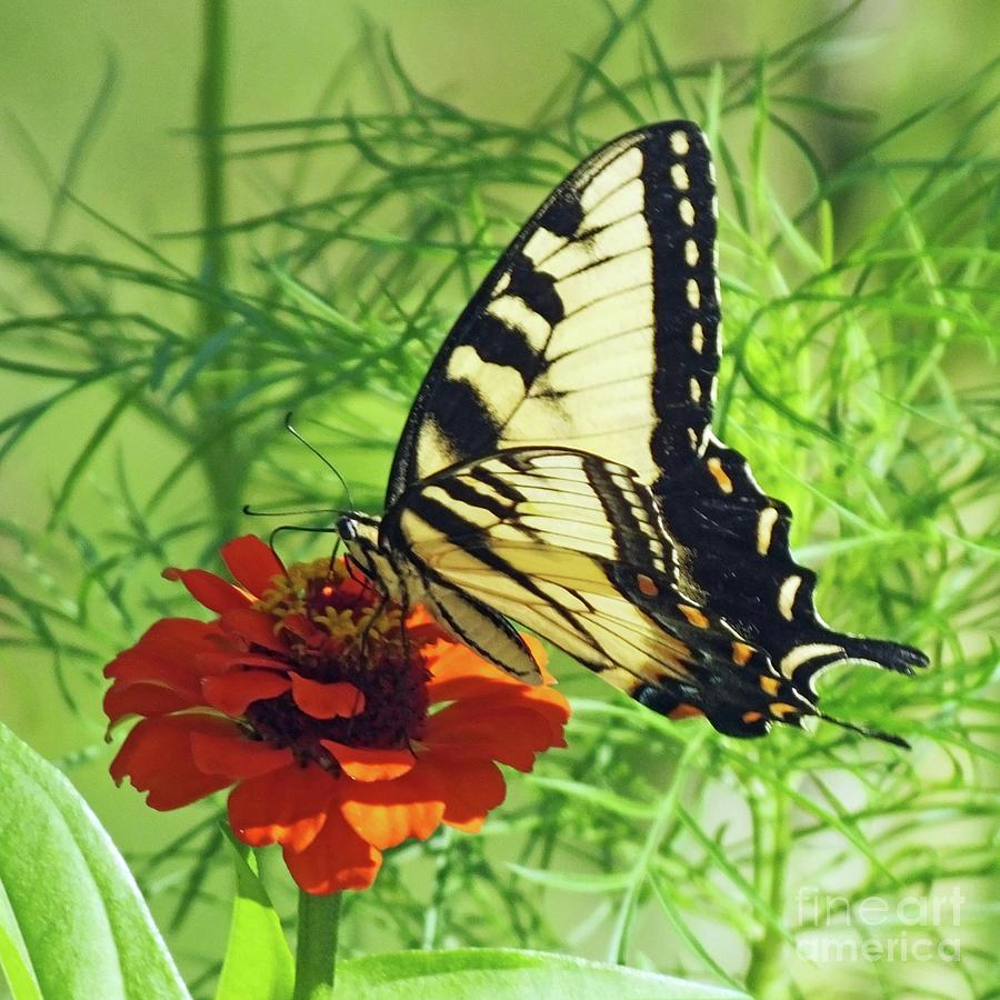 Zinnia 50  Tiger Swallowtail Photograph by Lizi Beard-Ward