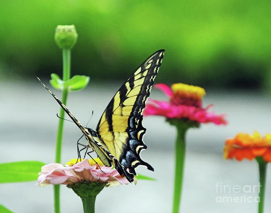 Zinnia 60  Tiger Swallowtail Photograph by Lizi Beard-Ward