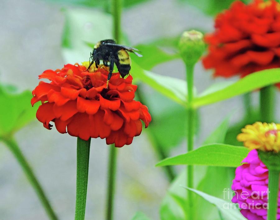 Zinnia 61  Bumble Bee Photograph by Lizi Beard-Ward