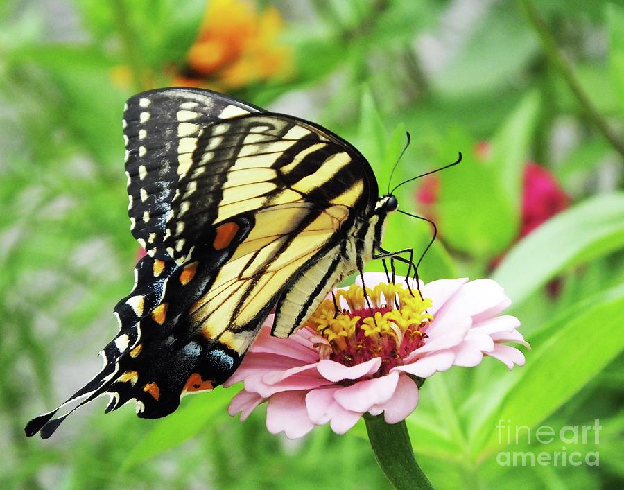 Zinnia 64  Tiger Swallowtail Photograph by Lizi Beard-Ward