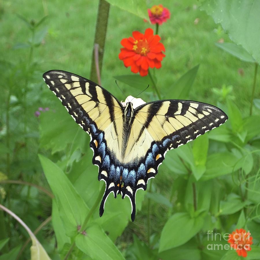 Zinnia 66   Tiger Swallowtail Photograph by Lizi Beard-Ward