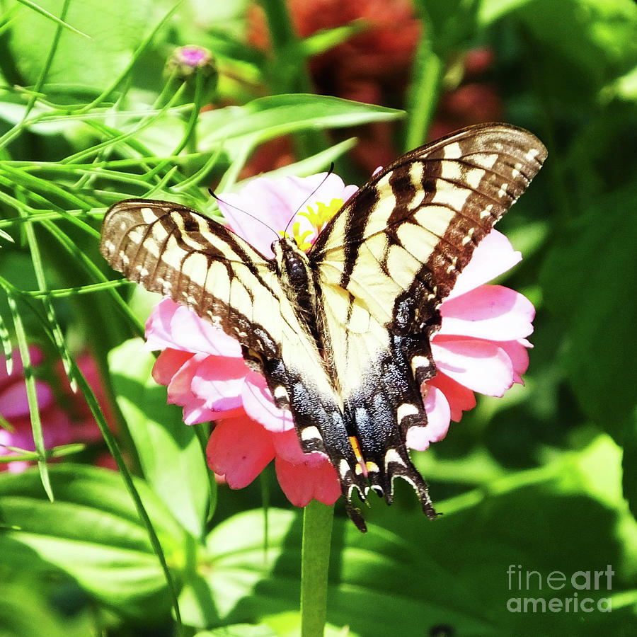 Zinnia 80 Tiger Swallowtail Photograph by Lizi Beard-Ward