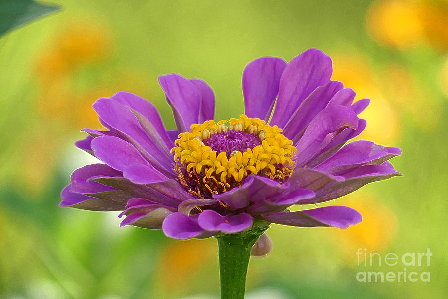 Zinnia Photograph by Amy Dundon