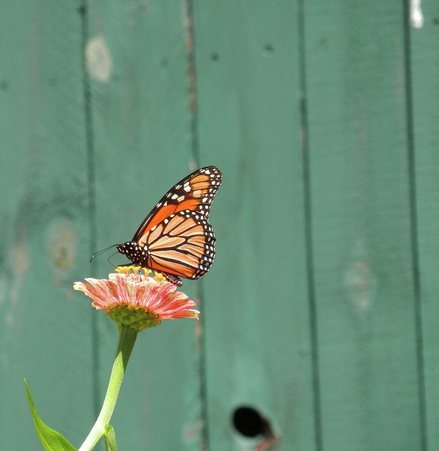 Zinnia and Monarch Photograph by Diana Boirum