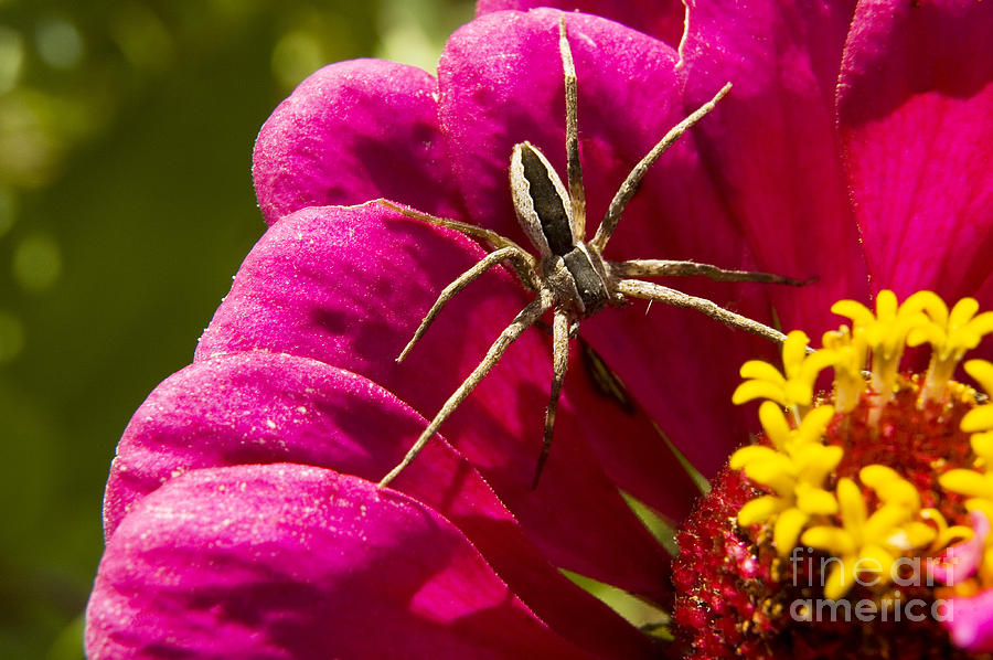 Zinnia and Spider Photograph by Thomas R Fletcher - Pixels